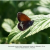 coenonympha arcania georgia male 3